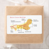 Knochenkreuzdiagramm (Insitu)