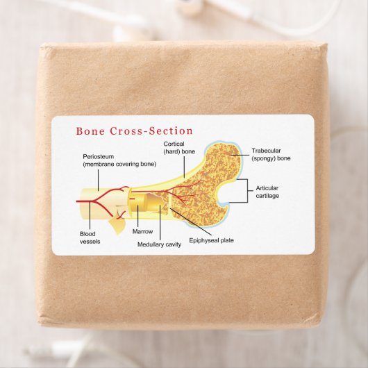Knochenkreuzdiagramm (Insitu)
