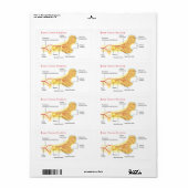 Knochenkreuzdiagramm (Vorne)