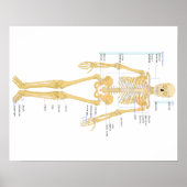 Knochenplakat Poster (Vorne)