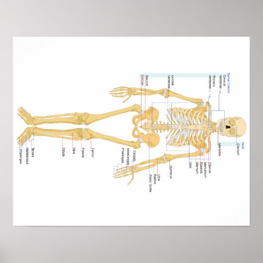Knochenplakat Poster (Vorne)