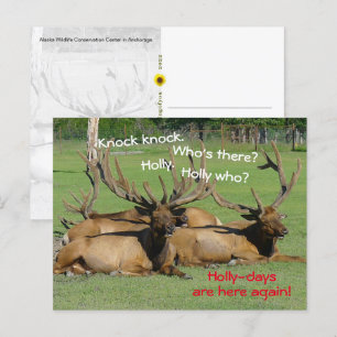 Knock Knock Holly days, Anchorage, AK - Postkarte