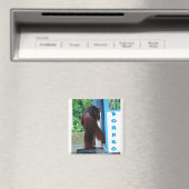 Knock Knock Neighbhood Friends Borneo Magnet (In Situ (Geschirrspüler))