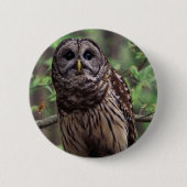 Knopf "Barry Owl" Button (Vorderseite)