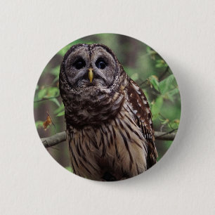 Knopf "Barry Owl" Button
