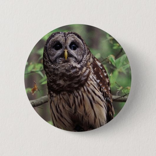 Knopf "Barry Owl" Button (Vorderseite)
