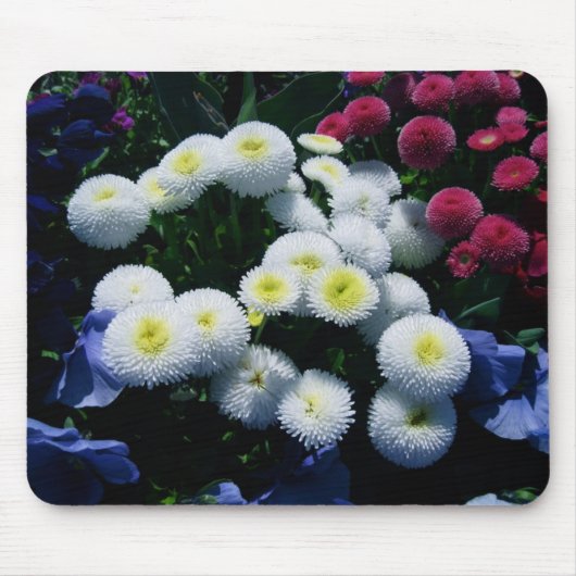 Knopf-Chrysanthemen Mousepad (Vorne)