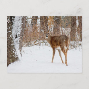 Knopf-Dollar-Rotwild auf Winterweißem Snowy-Gebiet Postkarte