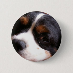 Knopf König-Charles Cavalier Spaniel Round Button