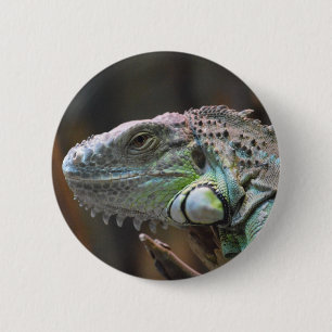 Knopf mit Kopf der farbigen Iguana-Eidechse Button