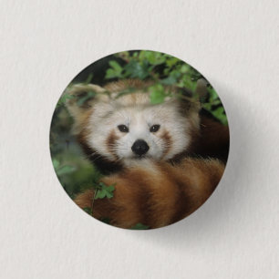 Knopf - roter Panda Button