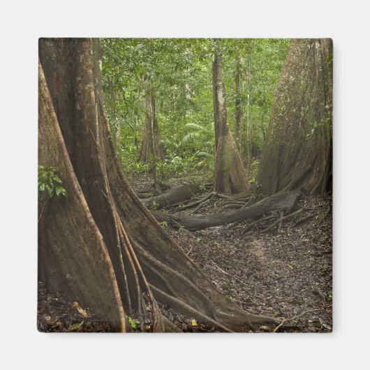 Knöpfe Roots. Regenwald, Mapari Rupuni, 2 Magnet (Vorne)