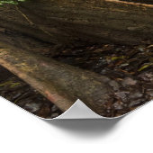 Knöpfe Roots. Regenwald, Mapari Rupuni, 2 Poster (Ecke)