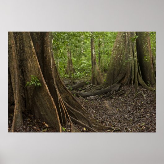 Knöpfe Roots. Regenwald, Mapari Rupuni, 2 Poster (Vorne)