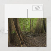 Knöpfe Roots. Regenwald, Mapari Rupuni, 2 Postkarte (Vorne/Hinten)