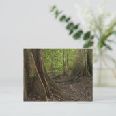 Knöpfe Roots. Regenwald, Mapari Rupuni, 2 Postkarte (Stehend Vorderseite)