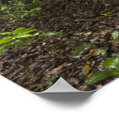 Knöpfe Roots. Regenwald, Mapari Rupuni, Poster (Ecke)