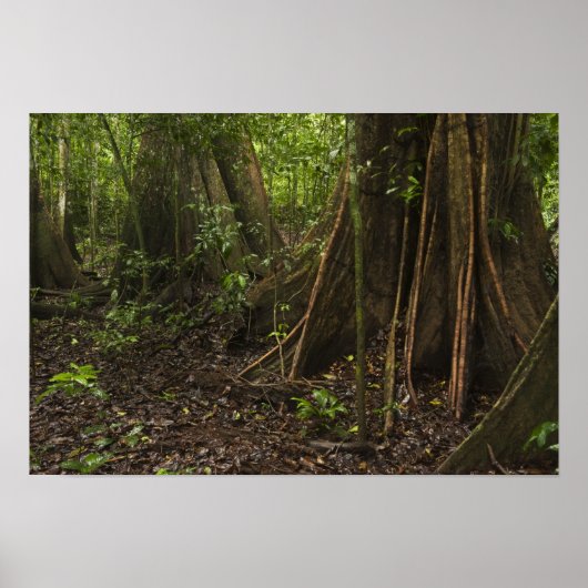 Knöpfe Roots. Regenwald, Mapari Rupuni, Poster (Vorne)