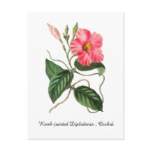Knopfgelenk-Dipladenie, Orchidee.