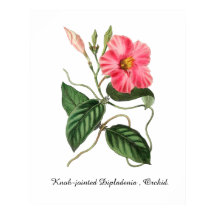 Knopfgelenkige Dipladenie, Orchidee. 24 x 30