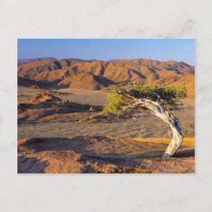Knorriger Baum und Wüstenlandschaften, Richtersvel Postkarte