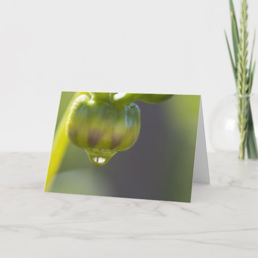 Knospe und Tropfengrußkarte Karte (Vorderseite)