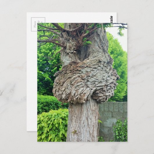 Knot on Tree Trunk, Knar, Nature Green Postkarte (Vorne/Hinten)