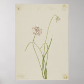 Knoten (Allium cernuum) Poster (Vorne)