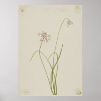 Knoten (Allium cernuum) Poster