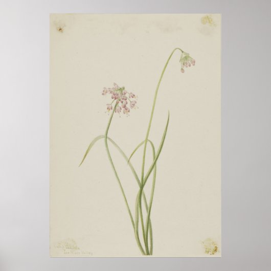 Knoten (Allium cernuum) Poster (Vorne)