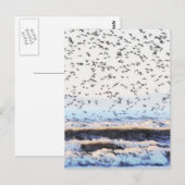Knoten an der Küste Postkarte (Vorne/Hinten)