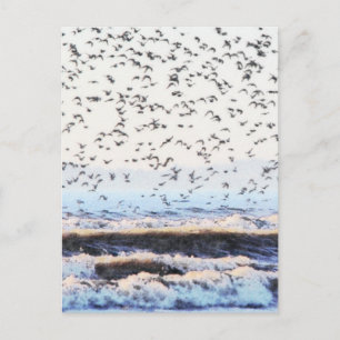 Knoten an der Küste Postkarte