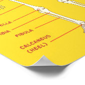 Knotennamen für 3D-Animatoren Poster (Ecke)