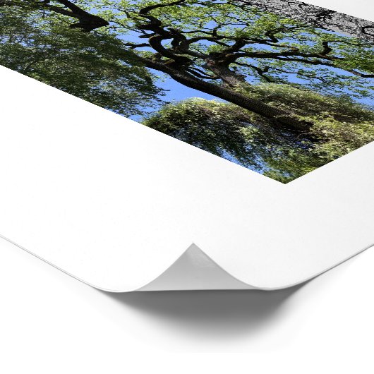 Knots Reflection Photography Poster (Ecke)