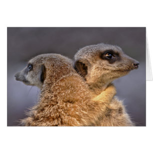 Knuddelige Kats Karte