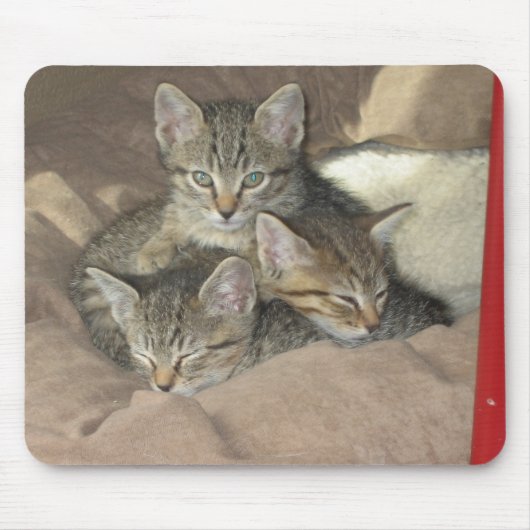Knuddelige Kätzchen Mousepad (Vorne)