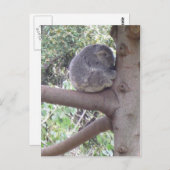 Knuddeliger Koala Postkarte (Vorne/Hinten)