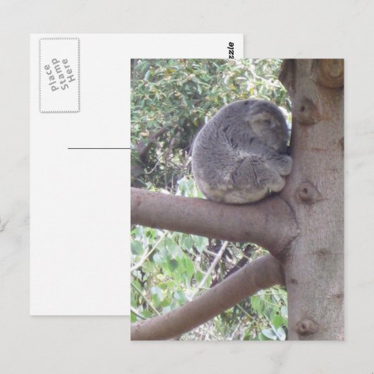 Knuddeliger Koala Postkarte (Vorne/Hinten)