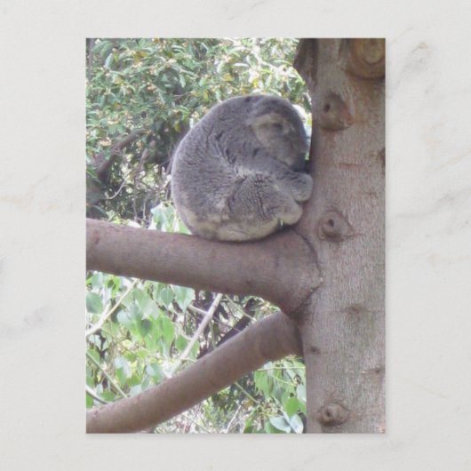 Knuddeliger Koala Postkarte (Vorderseite)
