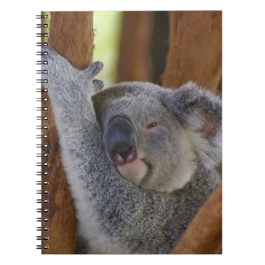 Knuddeliges Koala-Bärn-Notizbuch Notizblock (Vorderseite)