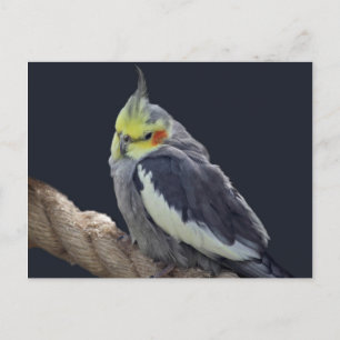 Knuddiger Nymphensittich Grußkarte Postkarte