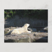 Knut der Polarbär aus dem Berliner Zoo Jigsaw Puz Postkarte (Vorderseite)
