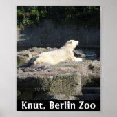 Knut der Polarbär aus dem Berliner Zoo Poster (Vorne)