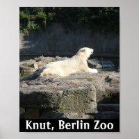 Knut der Polarbär aus dem Berliner Zoo