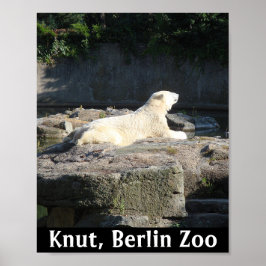 Knut der Polarbär aus dem Berliner Zoo Poster