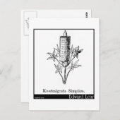 Knutmigrata Simplice. Postkarte (Vorne/Hinten)