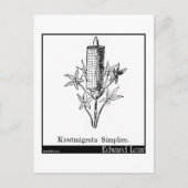 Knutmigrata Simplice. Postkarte (Vorderseite)