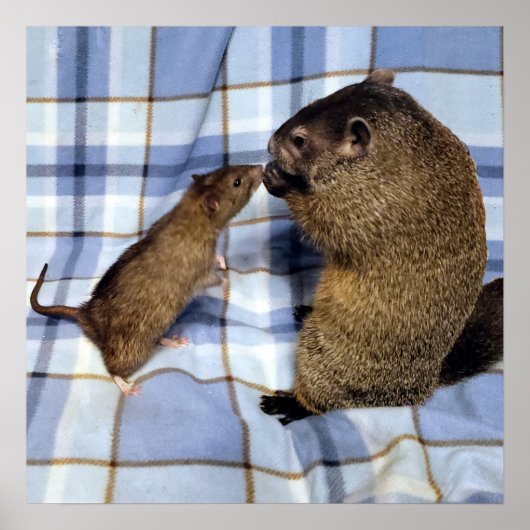 Koa und Caleb Poster (Vorne)