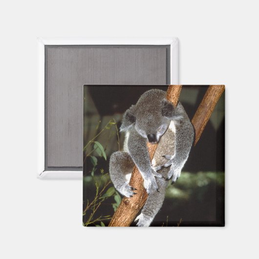 Koala1 Magnet (Vorderseite/Rückseite)