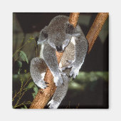 Koala1 Magnet (Vorne)